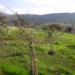 Reforestación y recuperación de espacios degradados